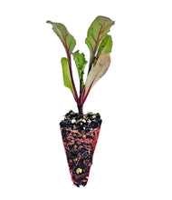 Load image into Gallery viewer, Beetroot Seedlings - Quality Plants &amp;  Seedlings
