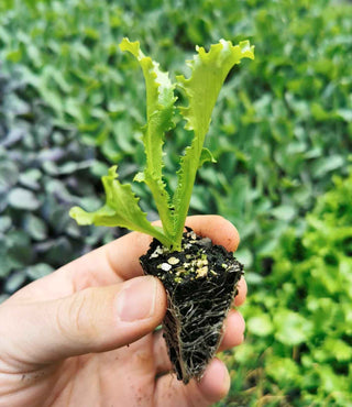 Endive Seedlings (x10) - Quick-Pick Seedlings
