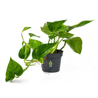 Epipremnum aureum (Devil's Ivy)