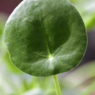 Pilea peperomioides (Chinese Money Plant)