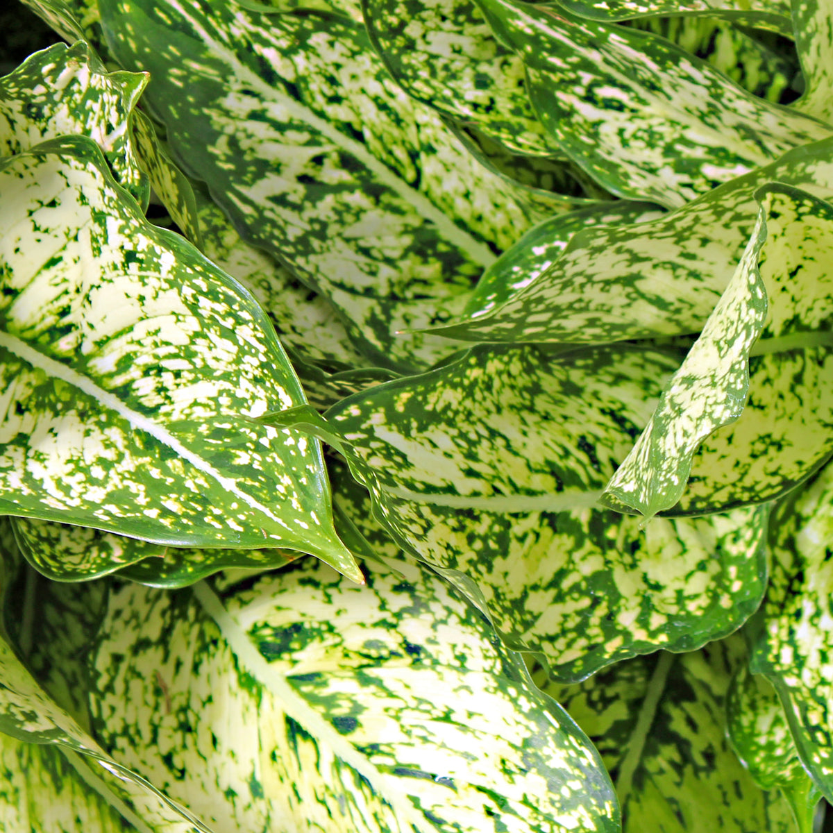 Dieffenbachia Poisoning In Dogs Symptoms, Causes,, 54 OFF
