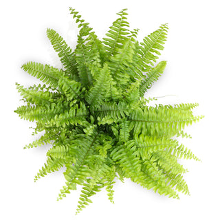 Nephrolepsis exaltata (Boston Fern)