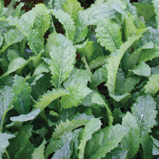 Tuscan Kale Seedlings