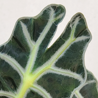Alocasia amazonica Dwarf
