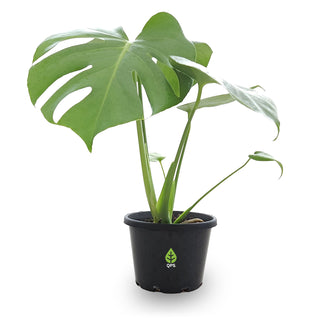 Monstera deliciosa (Swiss Cheese Plant)