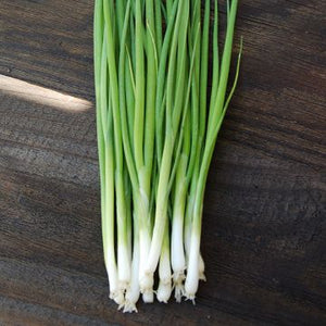 Certified Organic Spring Onion Seed