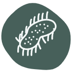 Bactivate Seaweed (1 Litre)