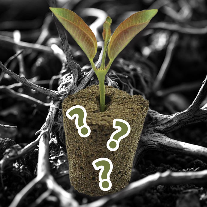 Poor root growth in tissue culture? This may help...