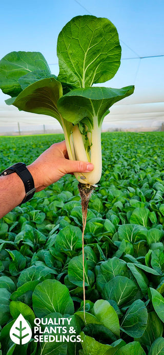 Cracking the Code: Why Roots Rot in Wet Soil but Thrive in Water