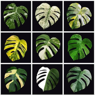 Forms of Monstera Variegata🌿
