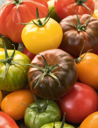 Vegetable Seedlings EH & PH FAQ