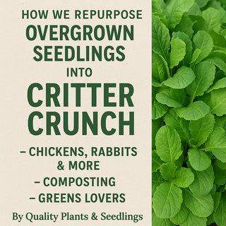 🌿 How We Repurpose Overgrown Seedlings into Critter Crunch