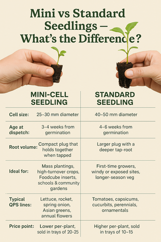 Mini vs Standard Seedlings – What’s the Difference?