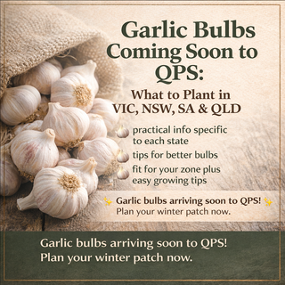 Garlic Bulbs