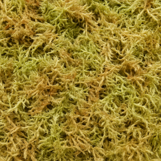 Why We Use Sphagnum Moss for Tissue Culture Seedlings — and Why Backyard Gardeners Love It Too