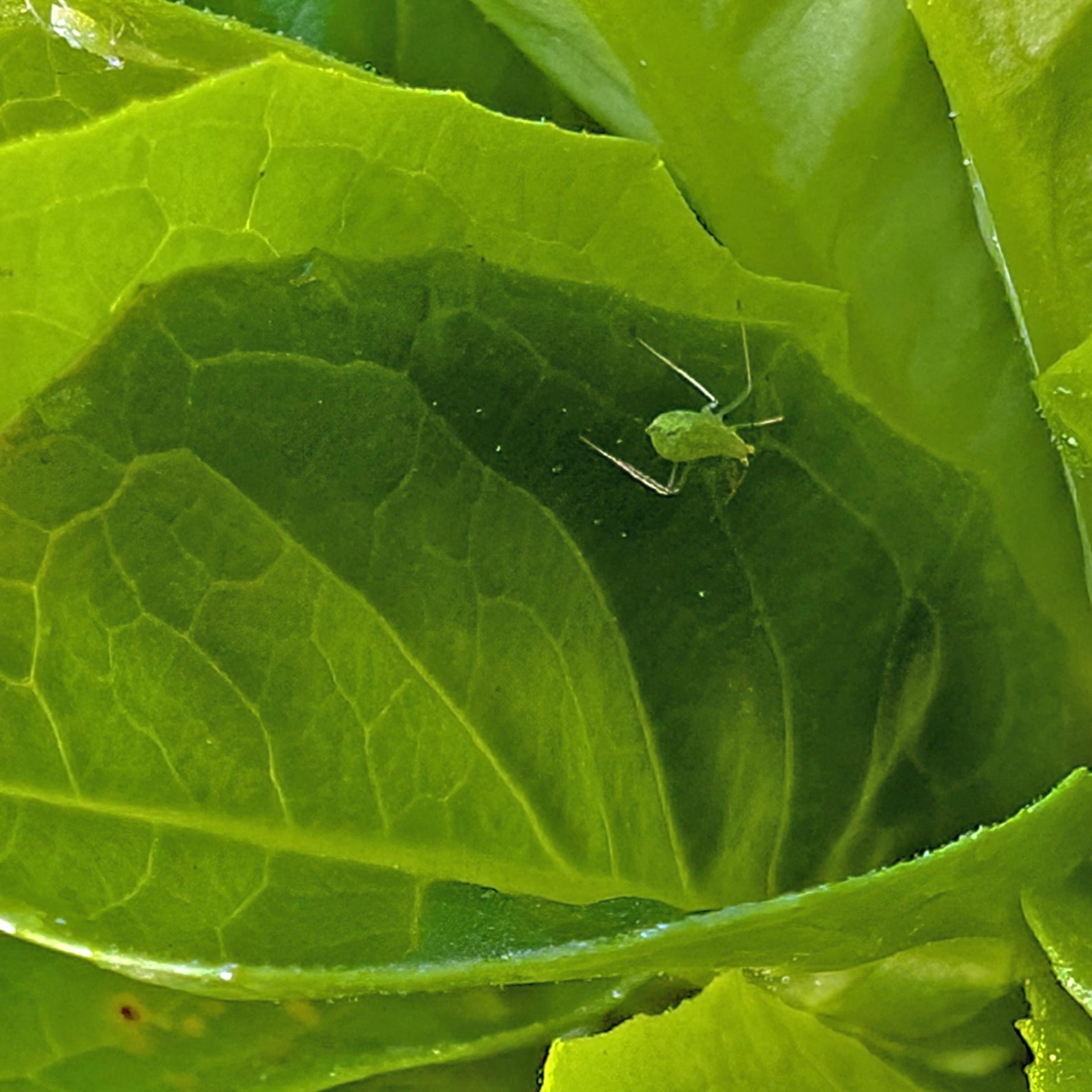 Aphid Control Methods Quality Plants Seedlings Aphid Control Methods Quality Plants Seedlings