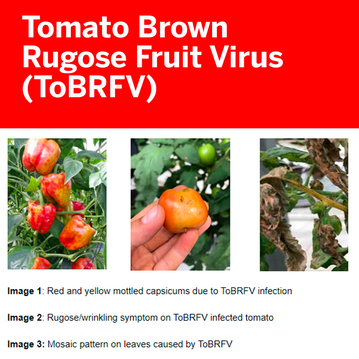 Tomato Shortage in Australia Looming Due to Tomato Brown Rugose Fruit ...