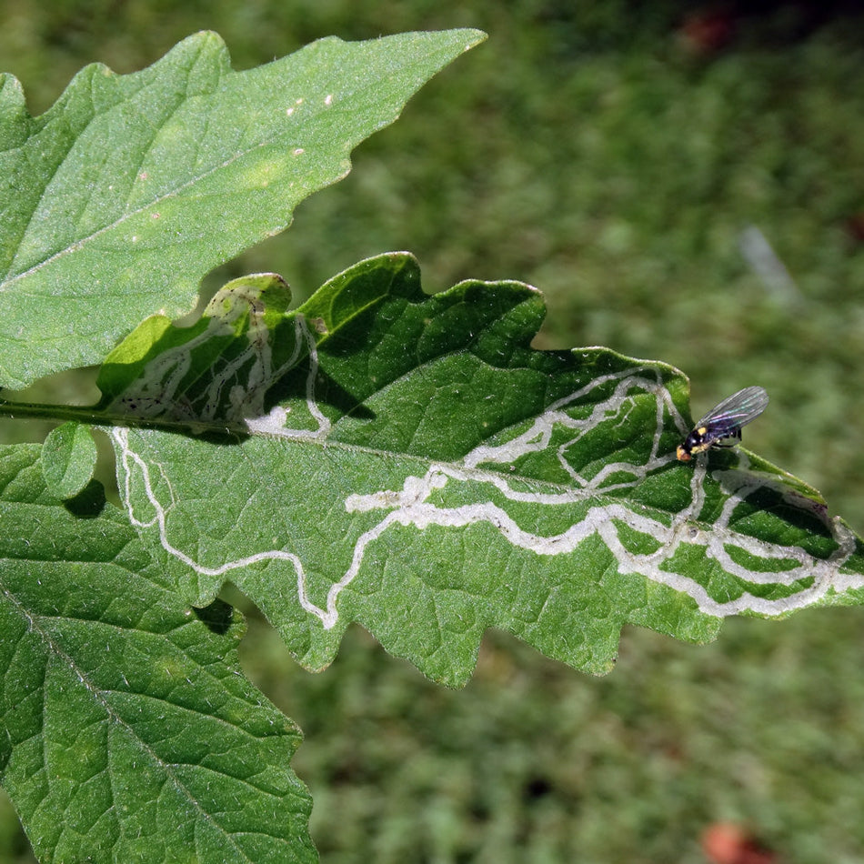 🌿 What is Serpentine Leaf Miner? – Quality Plants & Seedlings