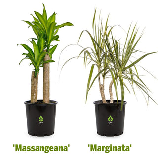 Massangeana (Dracaena fragrans 'Massangeana') and Marginata (Dracaena marginata)