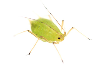 What's an aphid and why are they considered a pest?