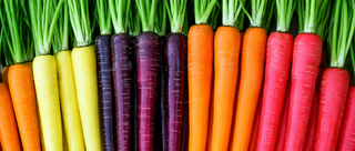 Carrot Seed