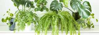 Indoor Plants