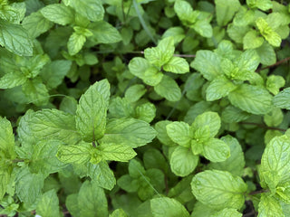 Herbs