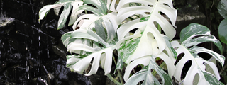 Rare, Unusual & Variegated
