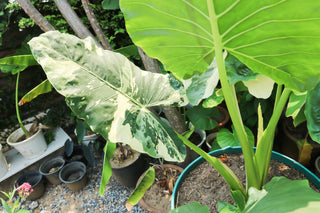 Philodendron