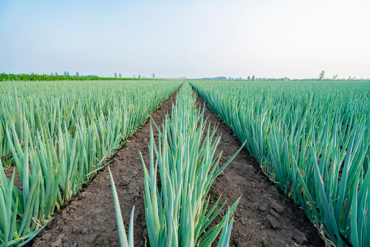 Spring Onion Tree Spring Onion – Quality Plants & Seedlings