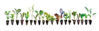 Winter Seedling Packs