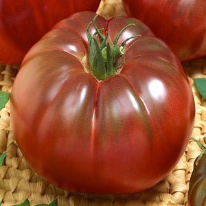 Tomato Seedling (Black Russian)