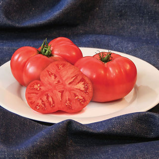 Tomato Heirloom Marriage Big Brandy Seedling