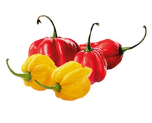 Load image into Gallery viewer, Habanero Chilli (Mixed)
