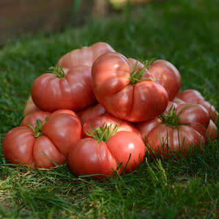 Tomato Heirloom Marriage Big Brandy Seedling