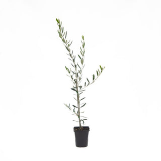 Kalamata Olive Tree