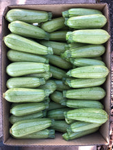Load image into Gallery viewer, White Zucchini (Lebanese) Seedlings
