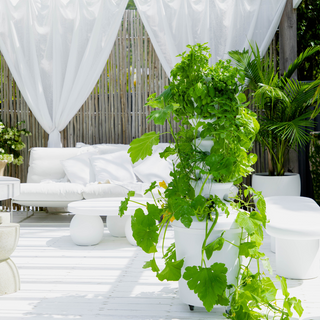 The Airgarden