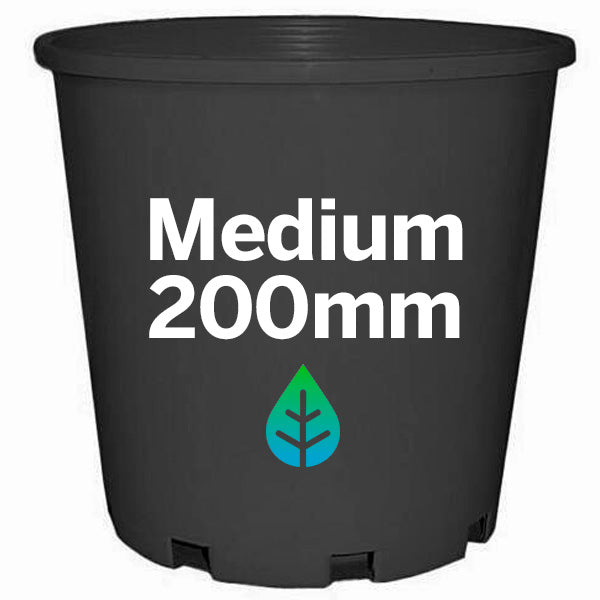200mm Pot Plant