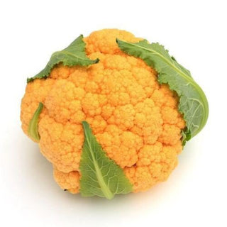Cauliflower Seedlings (Orange)