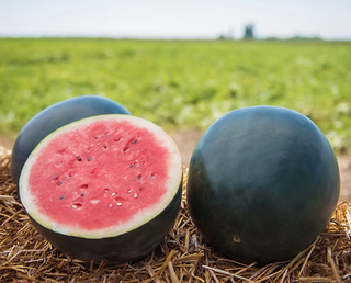 Watermelon Seedlings (Sugar Baby)