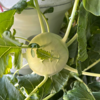 The Airgarden