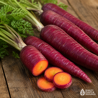 Carrot Seed (Atomic Red)