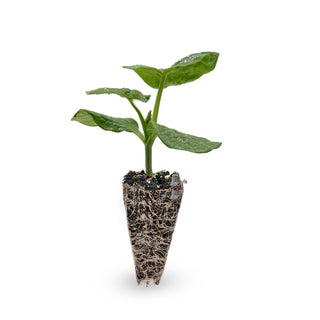 Butternut Pumpkin Seedlings