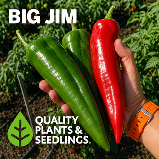 Big Jim pepper Seed (Capsicum annuum) - Quality Plants & Seedlings