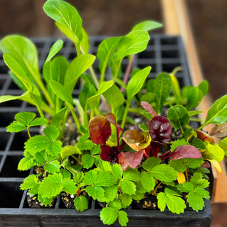 Wattle & Wick - Bundle 2: Strawberry and Leafy Greens seedlings