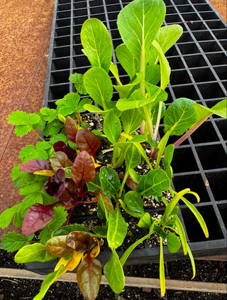 Wattle & Wick - Bundle 2: Strawberry and Leafy Greens seedlings