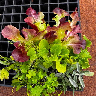 Wattle & Wick - Bundle 3: Mixed herbs & lettuce seedlings