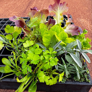Wattle & Wick - Bundle 3: Mixed herbs & lettuce seedlings