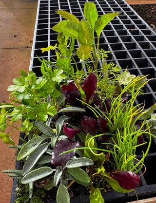 Wattle & Wick - Bundle 4: Seasonal Vegetable (Autumn/Winter) & leafy greens seedlings